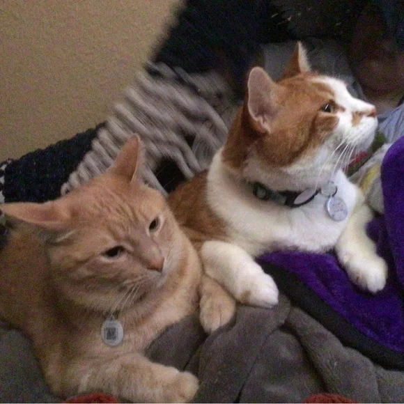 Unlisted item as shown on live show - Picture 1 of 1